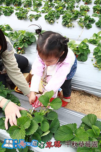 大湖千秋草莓園20131228-213.jpg