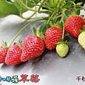 大湖千秋草莓園20131228-268.jpg