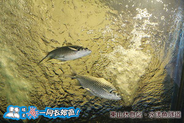 東山休息站、水漾魚隧道20131231A-046.jpg