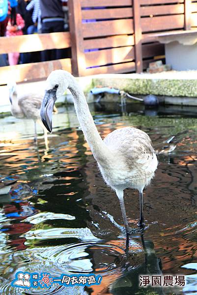 高雄淨園農場20140101E-051.jpg