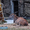 高雄壽山動物園20140102J-101.jpg