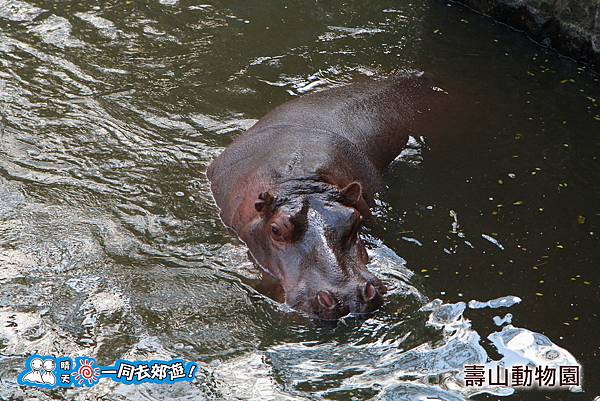 高雄壽山動物園20140102J-134.jpg