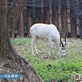 高雄壽山動物園20140102J-141.jpg