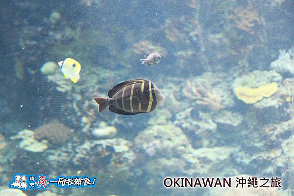 日本沖繩之旅-沖繩美麗海水族館