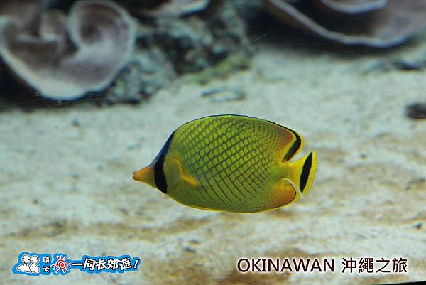 日本沖繩之旅-沖繩美麗海水族館