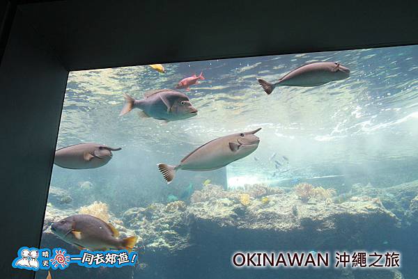 日本沖繩之旅-沖繩美麗海水族館