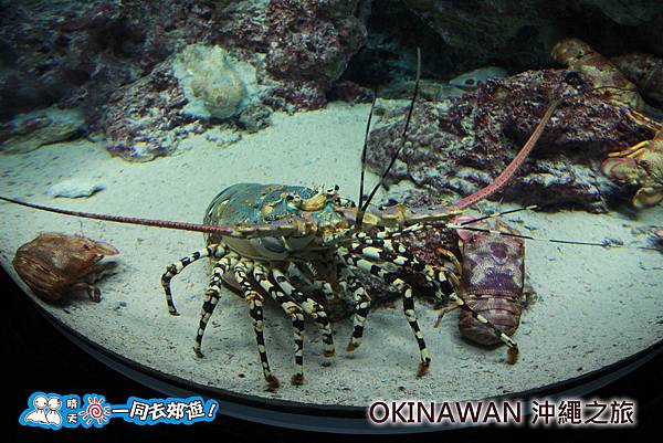 日本沖繩之旅-沖繩美麗海水族館