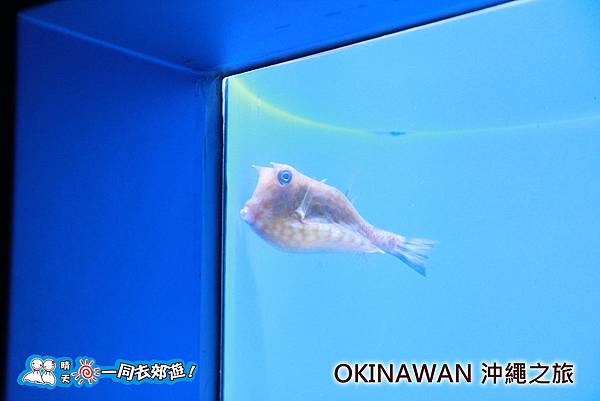 日本沖繩之旅-沖繩美麗海水族館