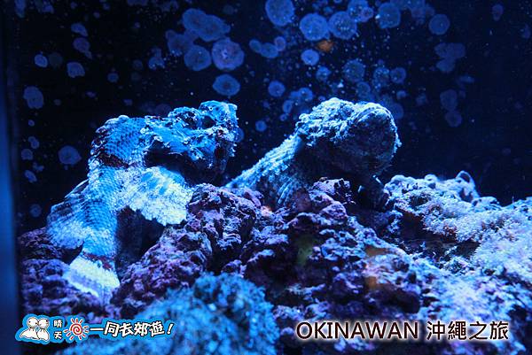 日本沖繩之旅-沖繩美麗海水族館