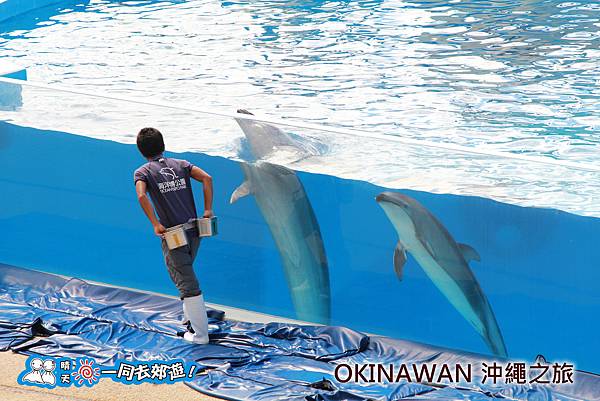 日本沖繩之旅-沖繩美麗海水族館