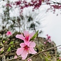 IMG_7277.JPEG