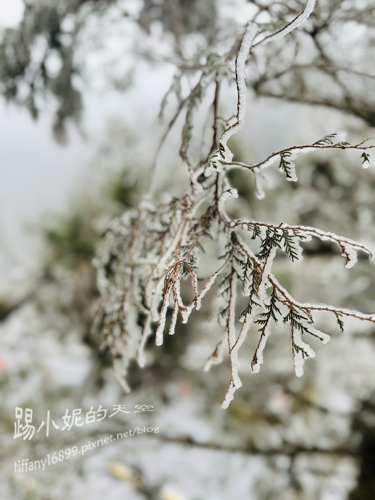 2024太平山追雪