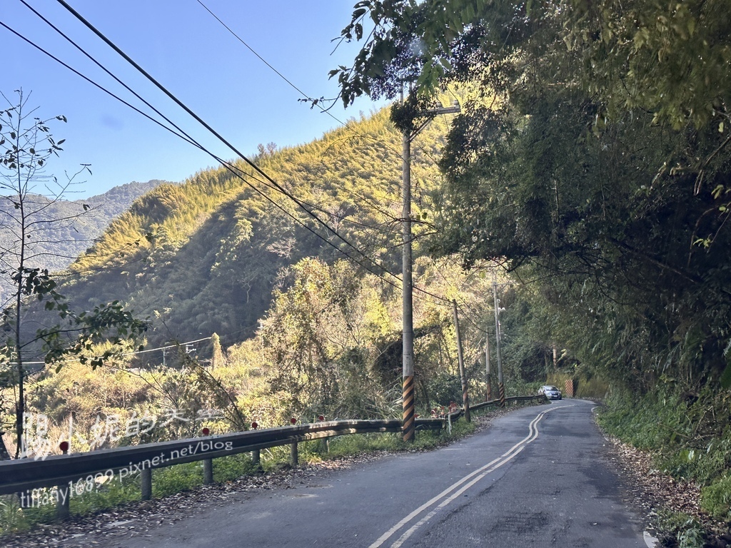 司馬庫斯賞櫻花巨木群步道