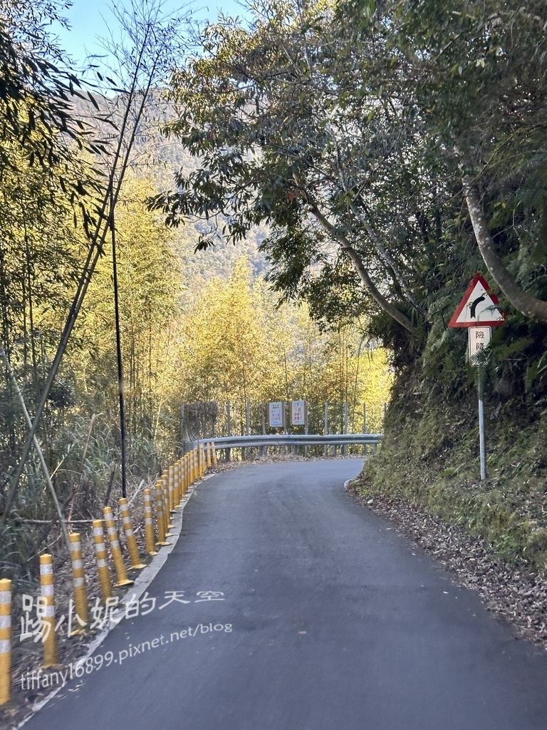 司馬庫斯賞櫻花巨木群步道