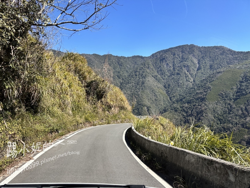 司馬庫斯賞櫻花巨木群步道