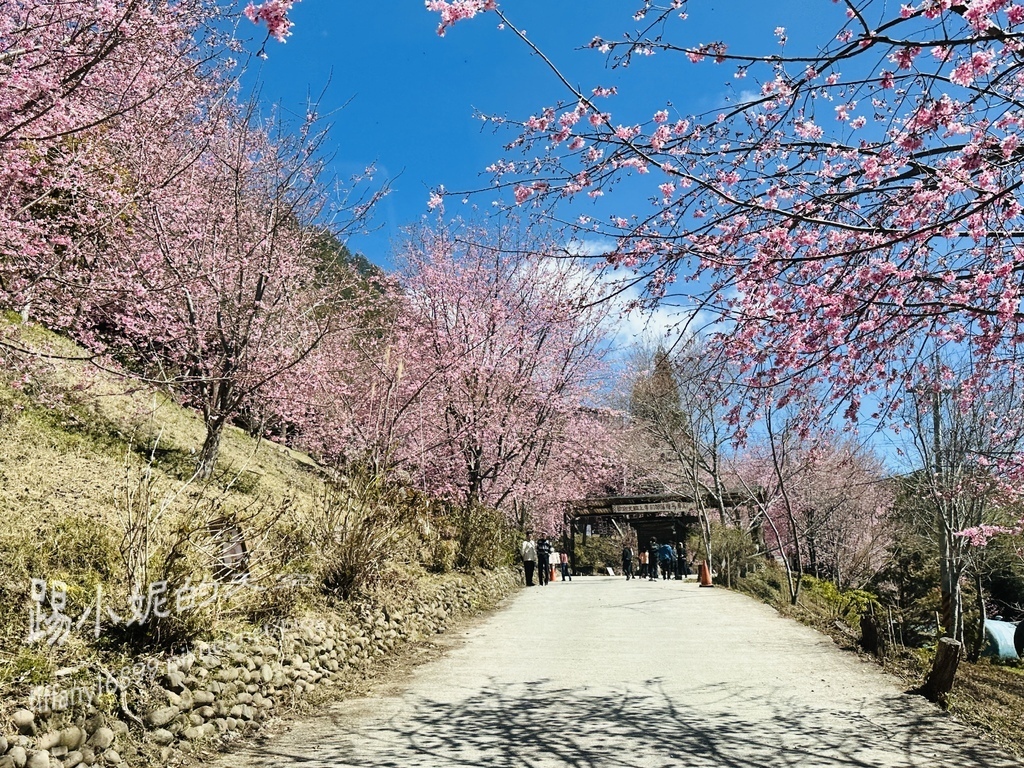 司馬庫斯賞櫻花巨木群步道