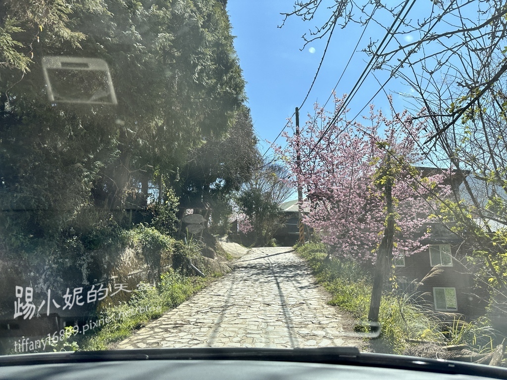司馬庫斯賞櫻花巨木群步道