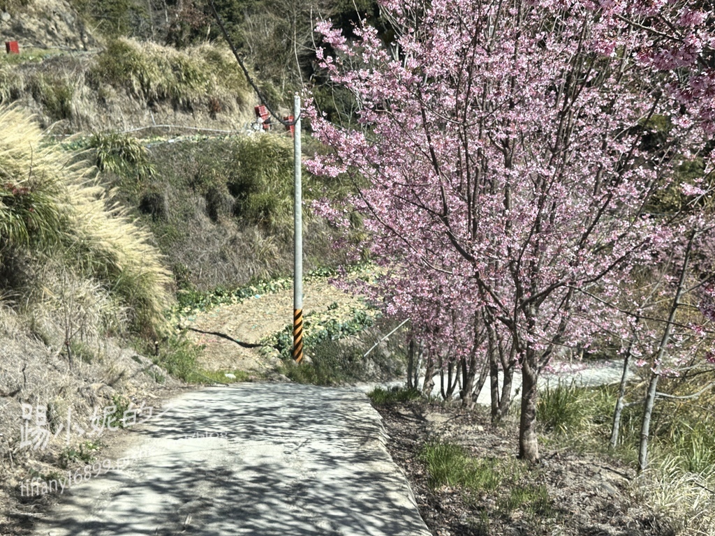 司馬庫斯賞櫻花巨木群步道