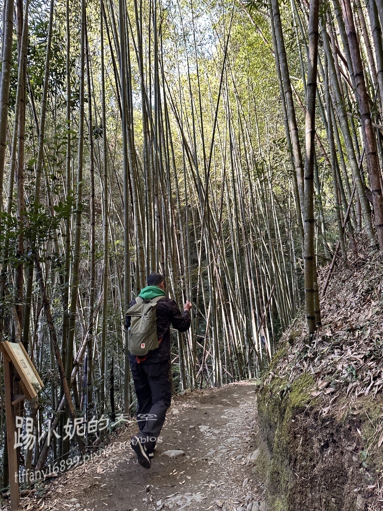 司馬庫斯賞櫻花巨木群步道