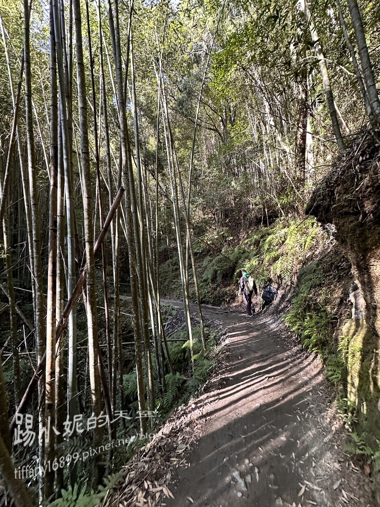 司馬庫斯賞櫻花巨木群步道