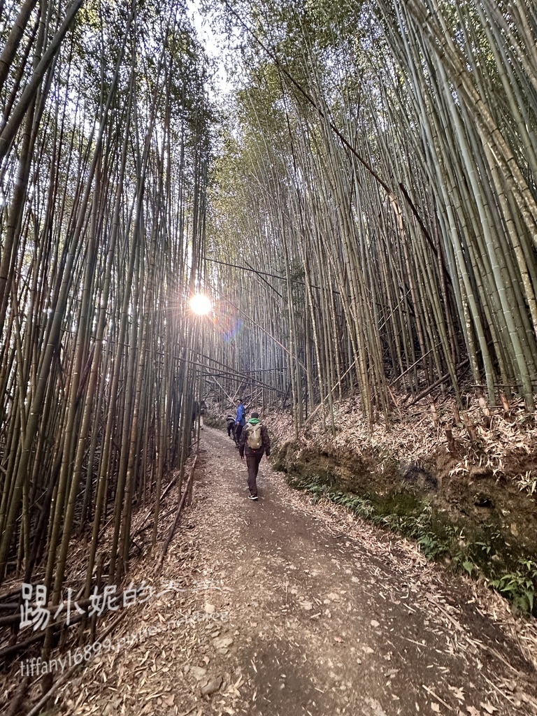 司馬庫斯賞櫻花巨木群步道