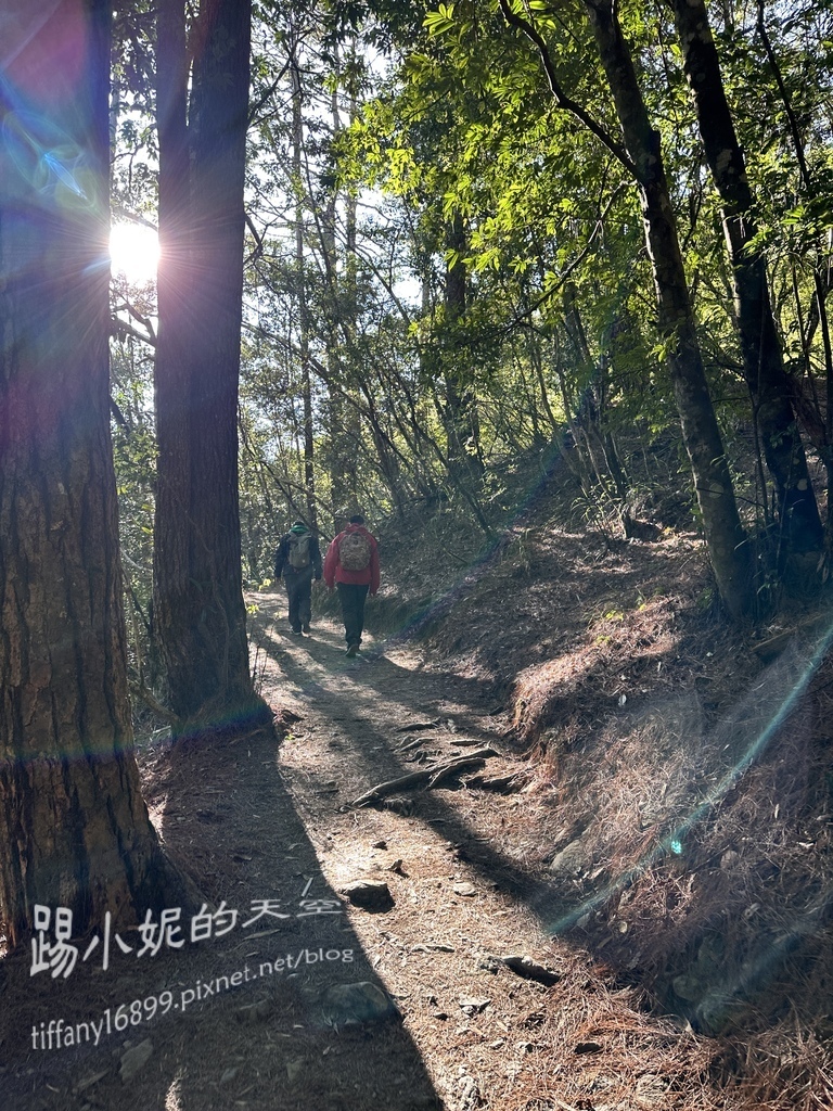 司馬庫斯賞櫻花巨木群步道