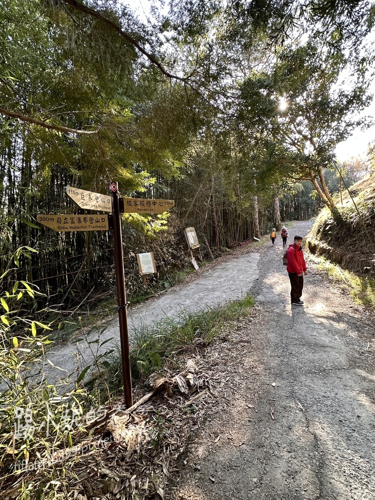 司馬庫斯賞櫻花巨木群步道