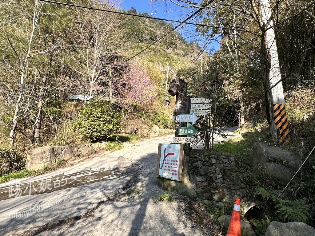 司馬庫斯賞櫻花巨木群步道