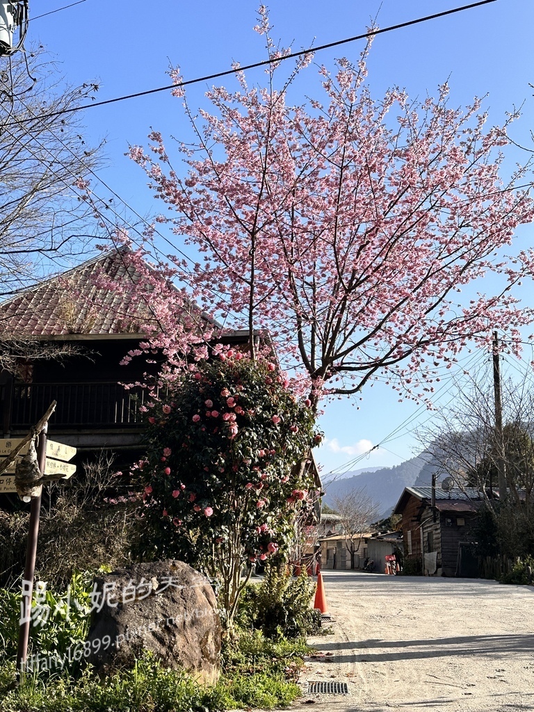 司馬庫斯賞櫻花巨木群步道