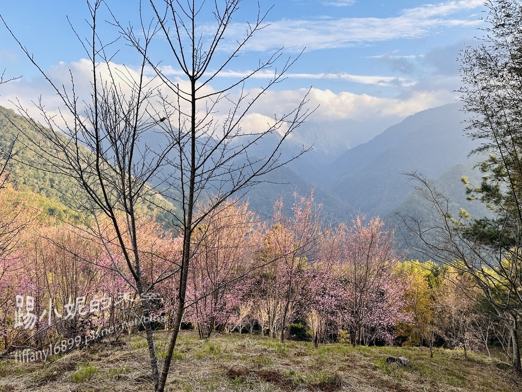 司馬庫斯賞櫻花巨木群步道