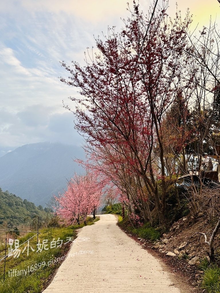 司馬庫斯賞櫻花巨木群步道