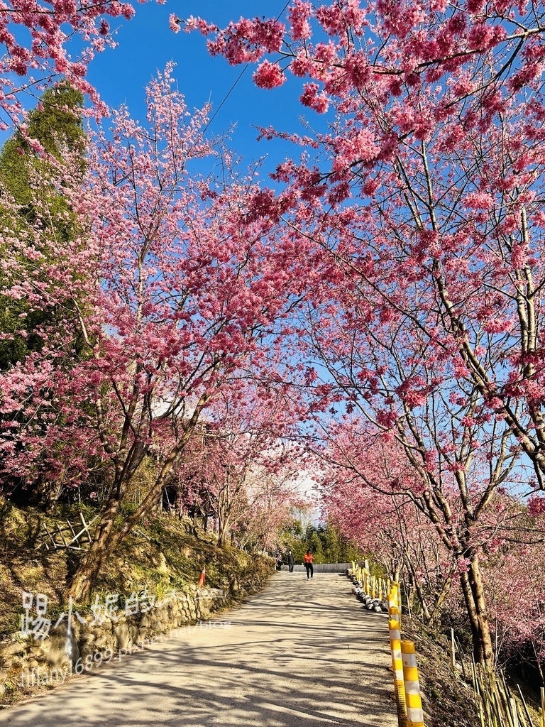 司馬庫斯賞櫻花巨木群步道