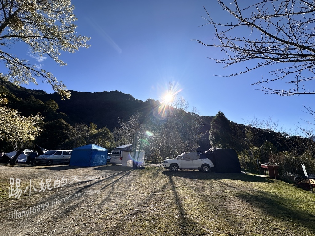 司馬庫斯賞櫻花巨木群步道