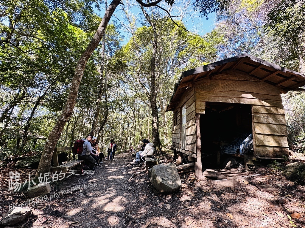 司馬庫斯賞櫻花巨木群步道