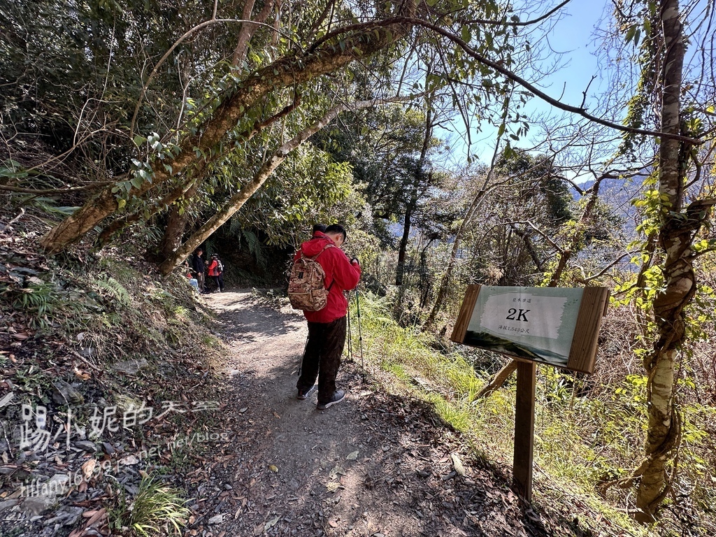 司馬庫斯賞櫻花巨木群步道