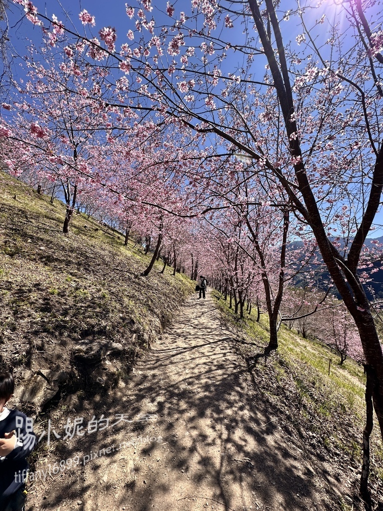 司馬庫斯賞櫻花巨木群步道