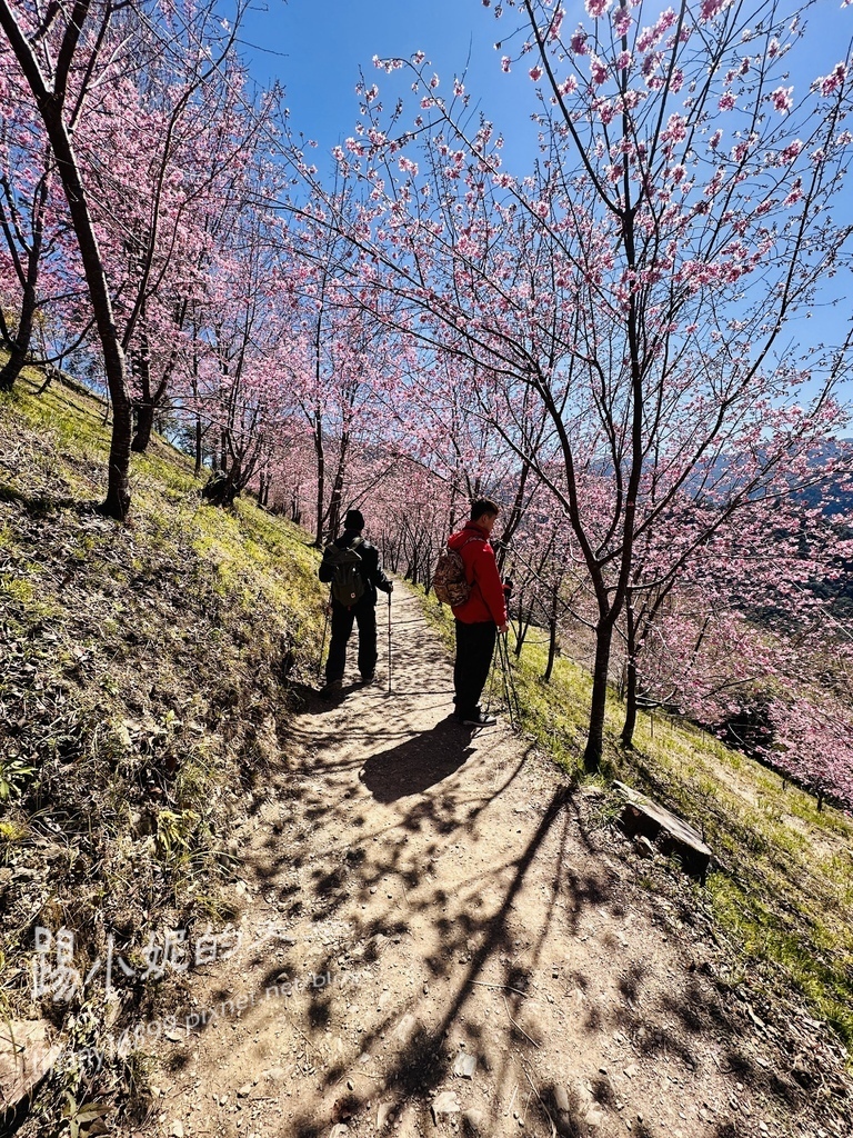 司馬庫斯賞櫻花巨木群步道