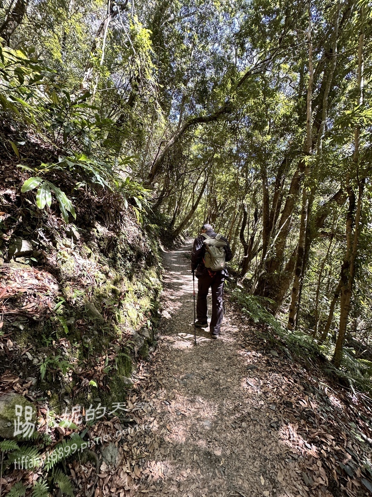 司馬庫斯賞櫻花巨木群步道