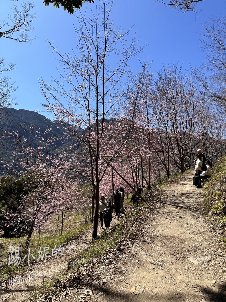 司馬庫斯賞櫻花巨木群步道