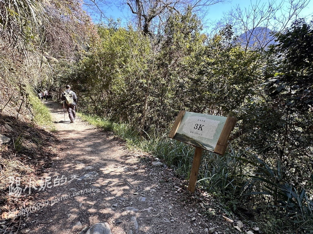 司馬庫斯賞櫻花巨木群步道