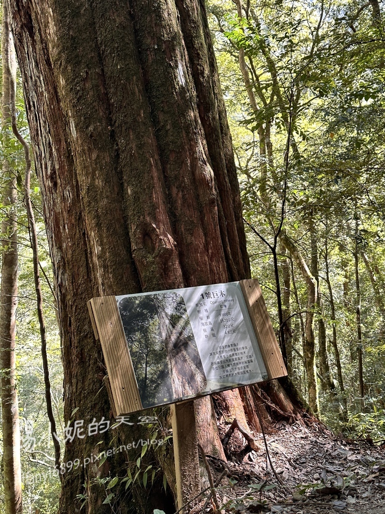 司馬庫斯賞櫻花巨木群步道