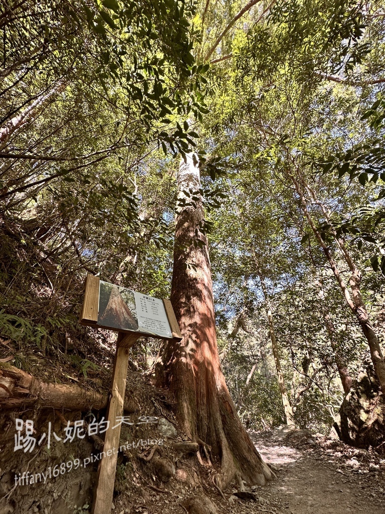 司馬庫斯賞櫻花巨木群步道