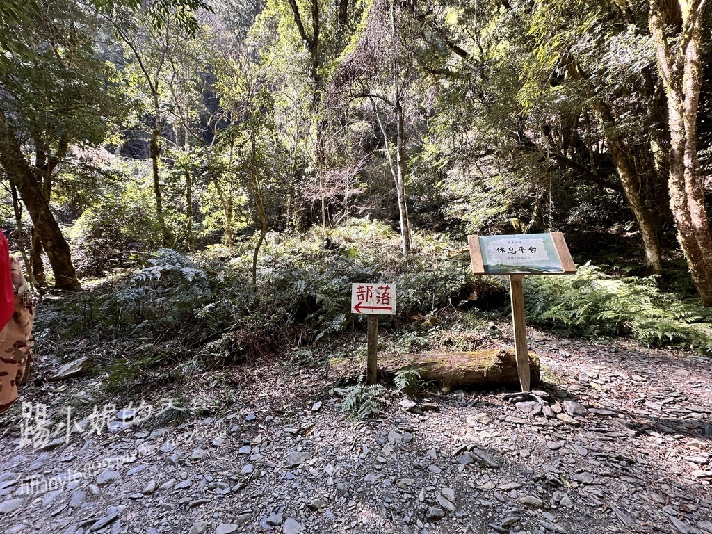 司馬庫斯賞櫻花巨木群步道