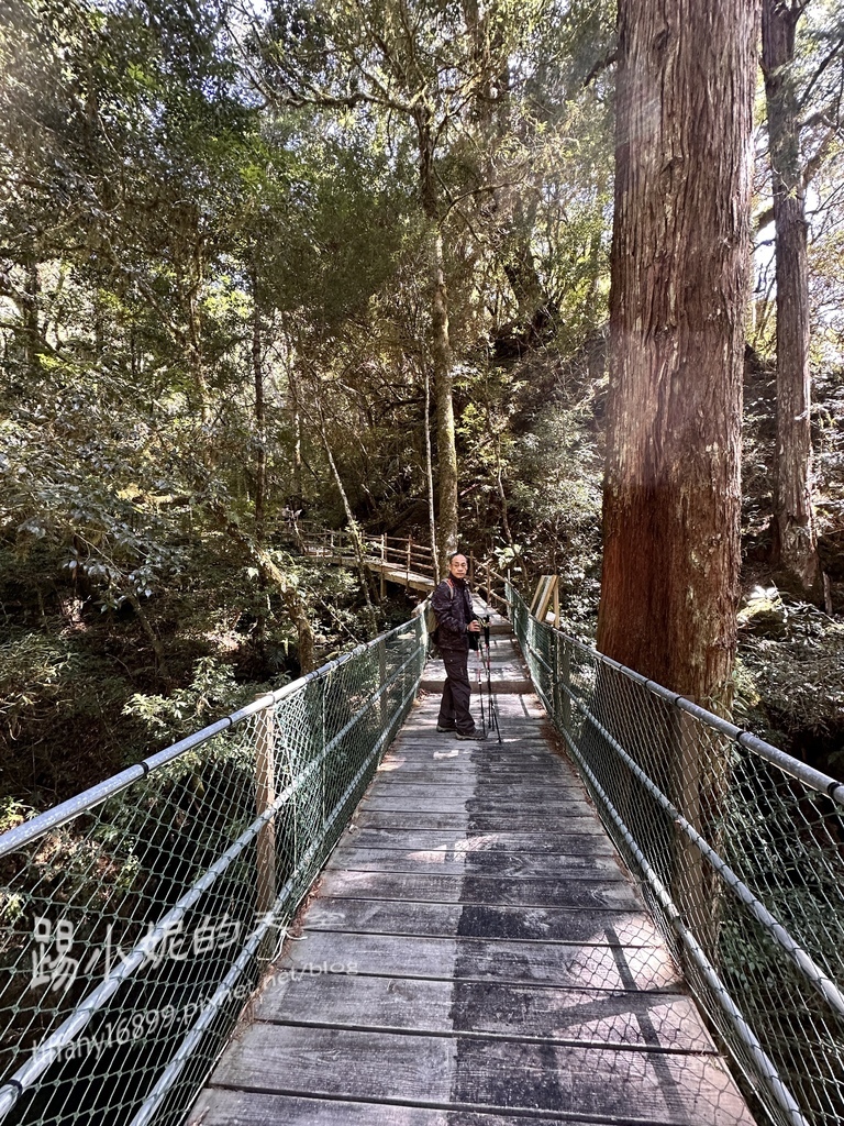 司馬庫斯賞櫻花巨木群步道