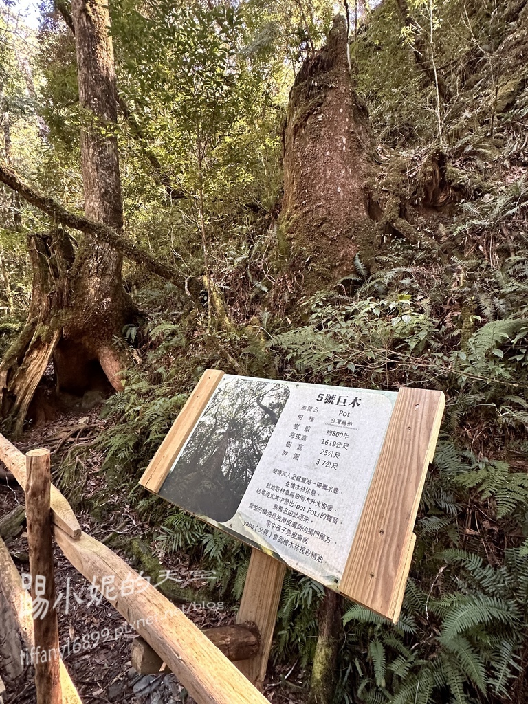 司馬庫斯賞櫻花巨木群步道