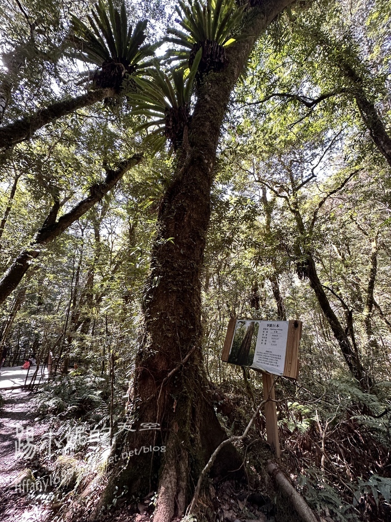 司馬庫斯賞櫻花巨木群步道