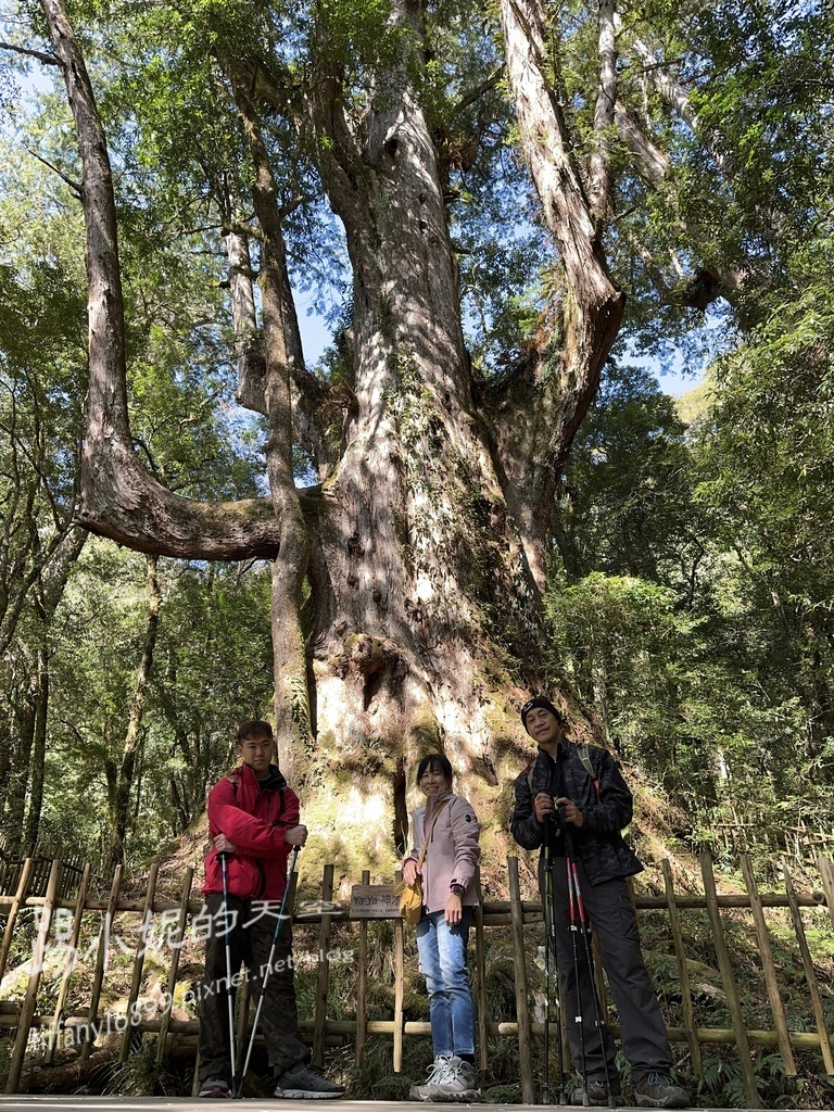 司馬庫斯賞櫻花巨木群步道