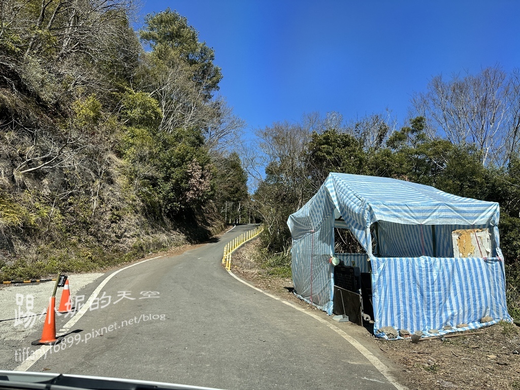 司馬庫斯賞櫻花巨木群步道