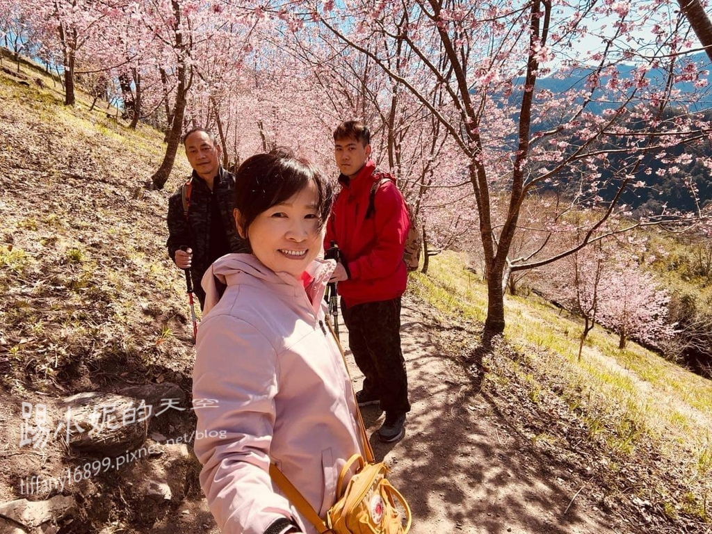 司馬庫斯賞櫻花巨木群步道