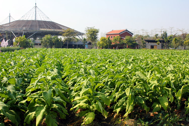 菸草田